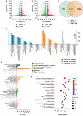 Disturbing effect of cepharanthine on valve interstitial cells calcification via regulating glycolytic metabolism pathways